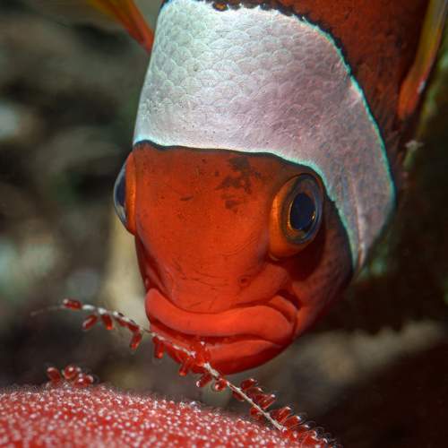 Photo #10228695