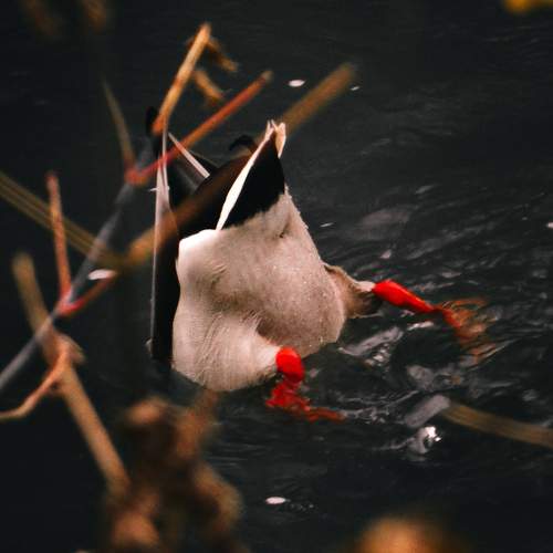 Photo #10230043