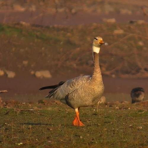 Photo #10232898