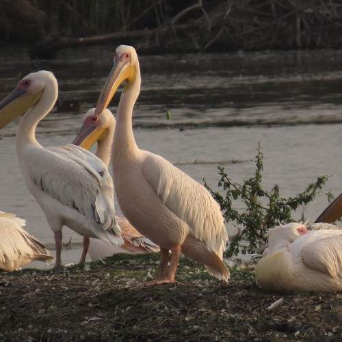 Photo #10232902