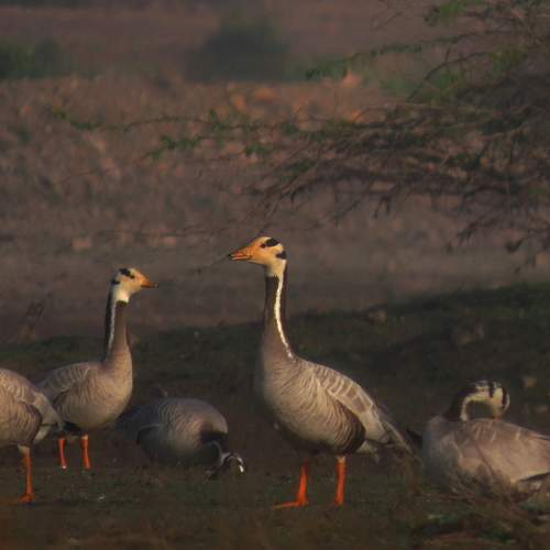 Photo #10232912
