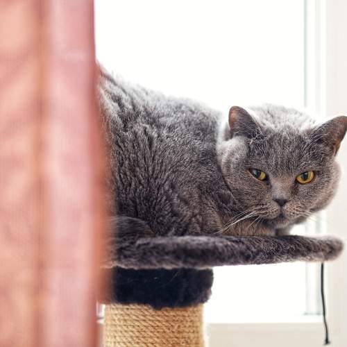 Photo #10233838