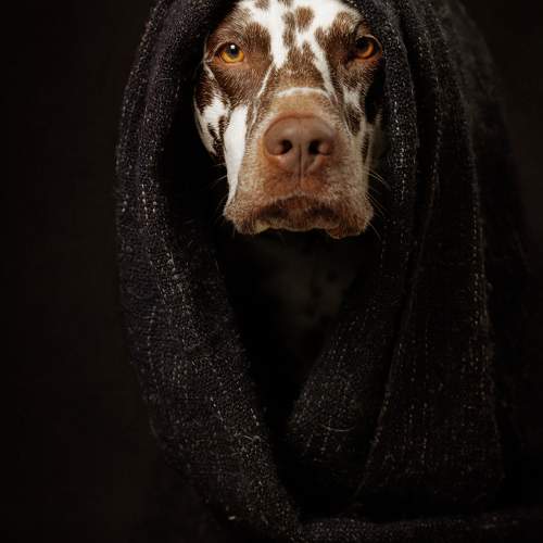 Photo #10233875