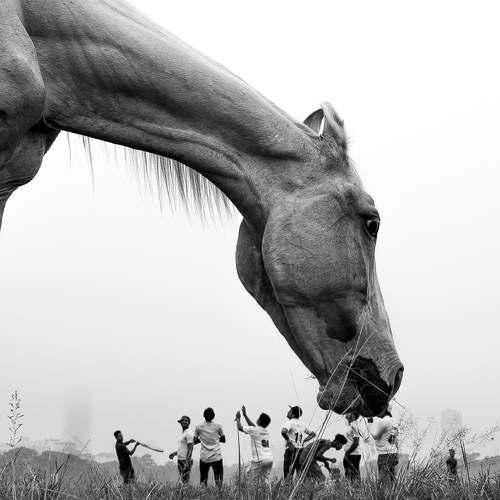 Play with horse !