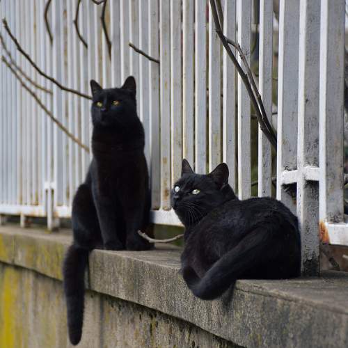 Two black cats