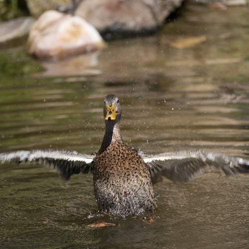 Photo #10238680