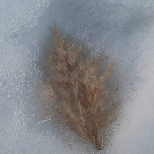 Photo #10238892