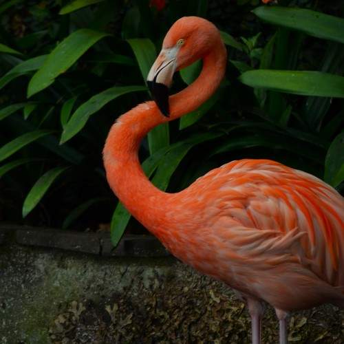 Madeira Flamingo