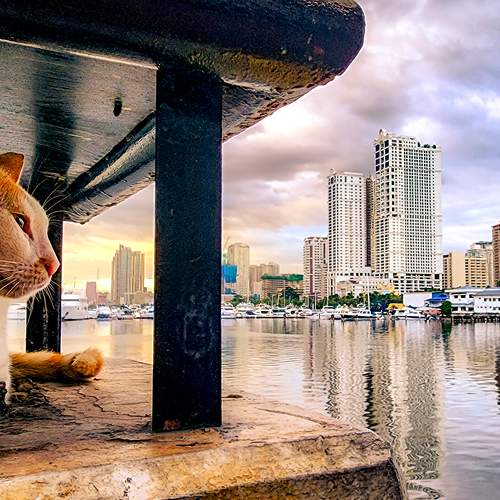 Cat in the City