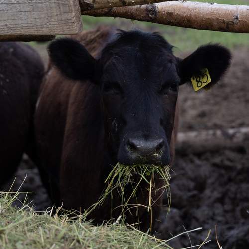 Photo #10242124