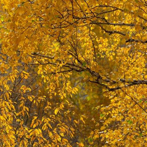 Photo #10243512