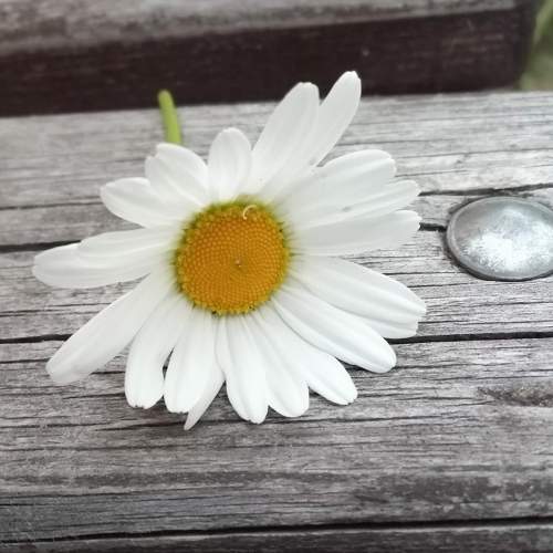 Photo #10244242