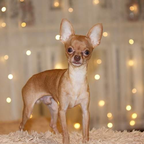 Photo #10245708