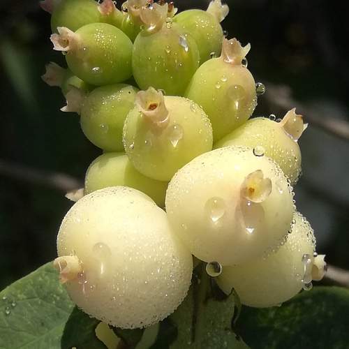 Snowberry