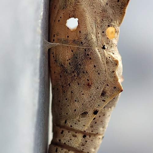Photo #10247139