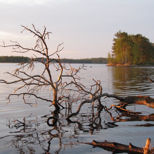 Жизнь и смерть