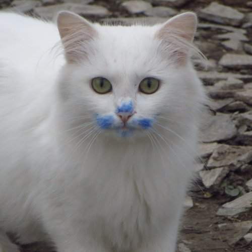 Сине-кот