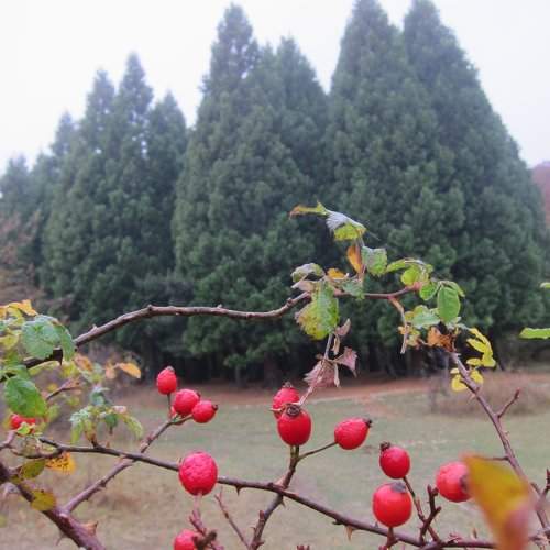 Photo #1027148