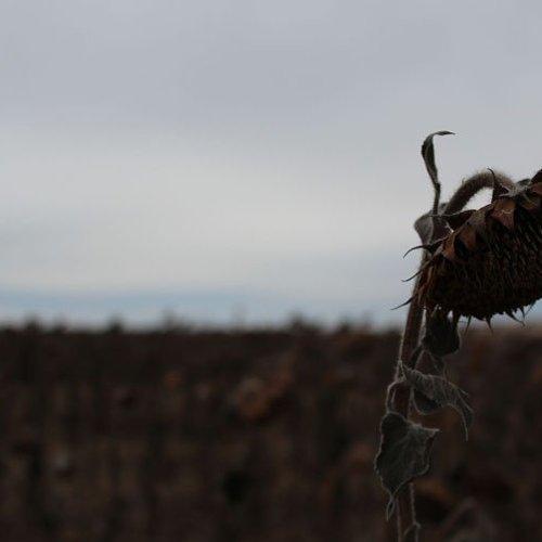 Photo #1028317
