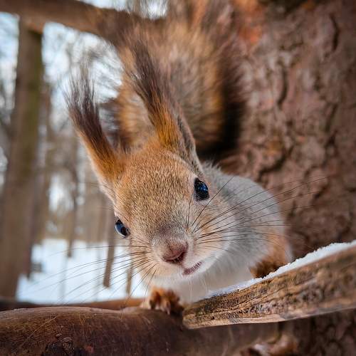 Photo #10250487