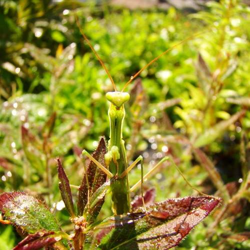 Photo #10251551