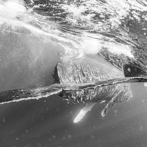 Humpback Whale's Tail Kick