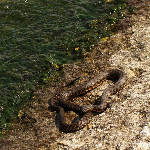 Photo #10252082