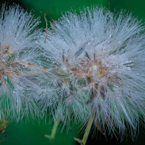 Photo #10252336