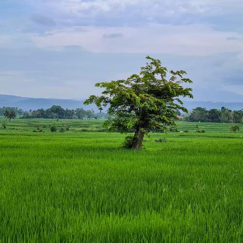 Rice fields