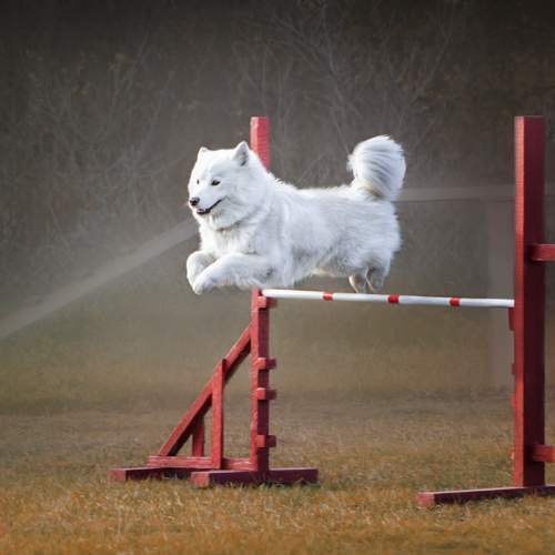 Photo #10254240