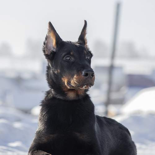 Photo #10254299