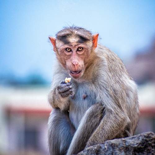Photo #10254690