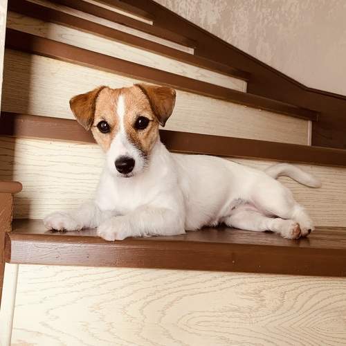 Photo #10258744