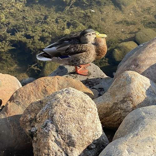 Photo #10259015