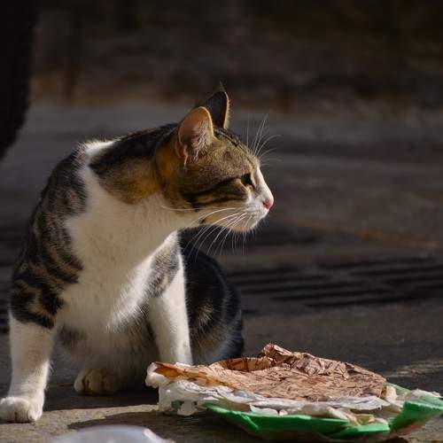 Cat in Jerusalem