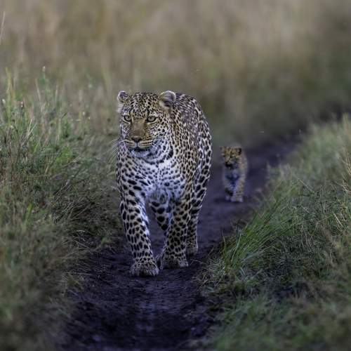 Leopard