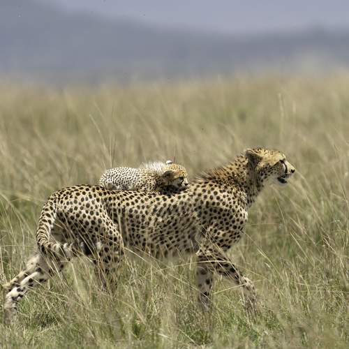 Photo #10260513
