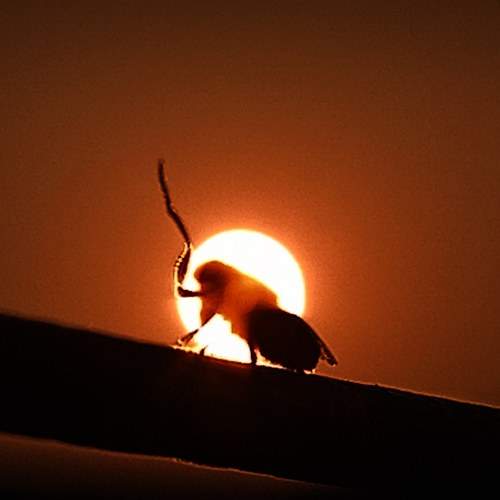 Photo #10261944
