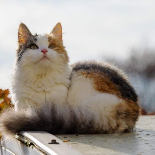 Photo #10262812