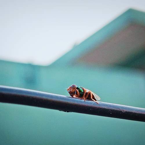 Photo #10263107