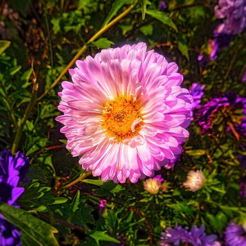 Photo #10263749