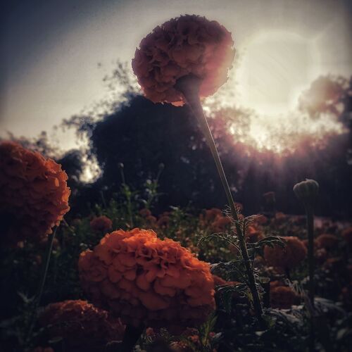 Photo #10264051