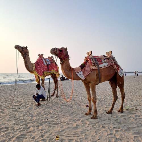 Camal Mobile Photography