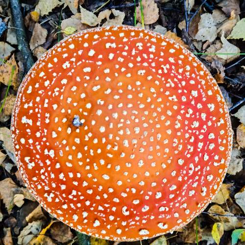 Amanita muscaria
