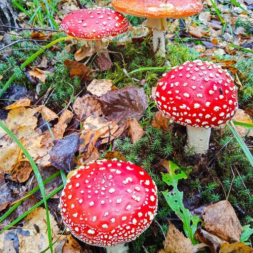 Photo #10267174