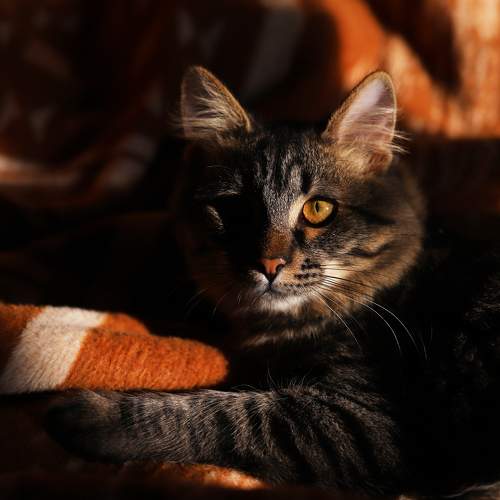 Photo #10267968
