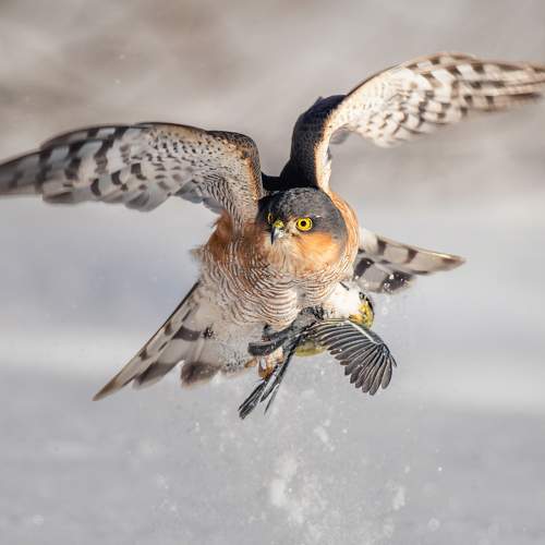 Photo #10268080