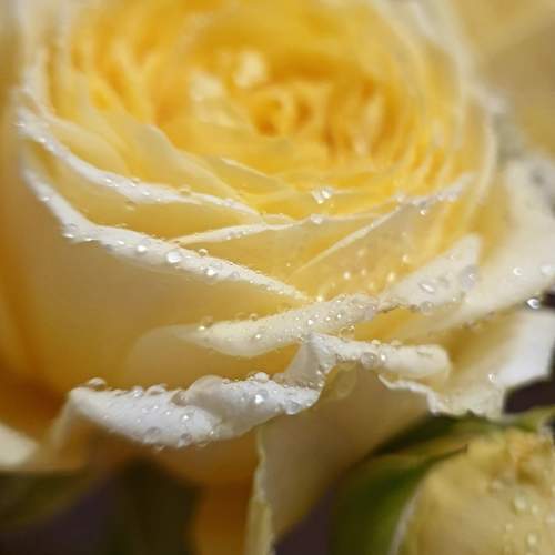 Photo #10268144