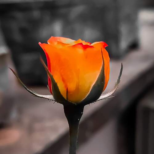 Photo #10268312