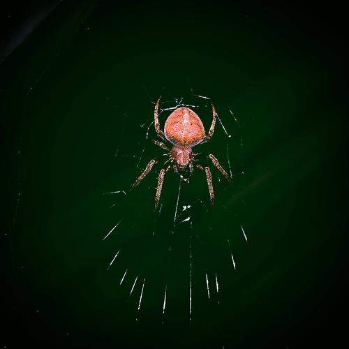 Photo #10268923